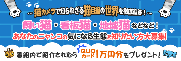 坂上どうぶつ王国　飼い猫・看板猫・地域猫などなど！ニャンコの気になる生態を知りたい方大募集